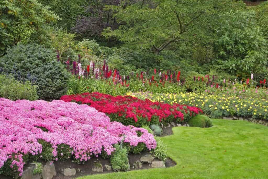 Appreciating Annuals
