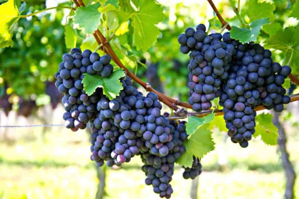 keeping grapes healthy