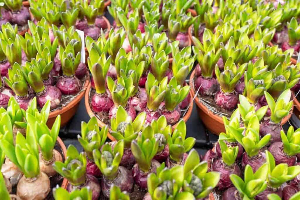 Spring Bulbs