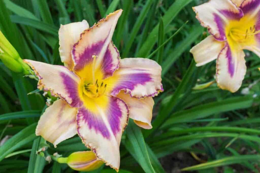 Daylilies Fashion