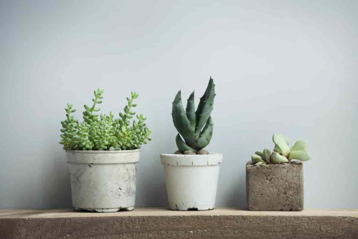Plant Container Ideas