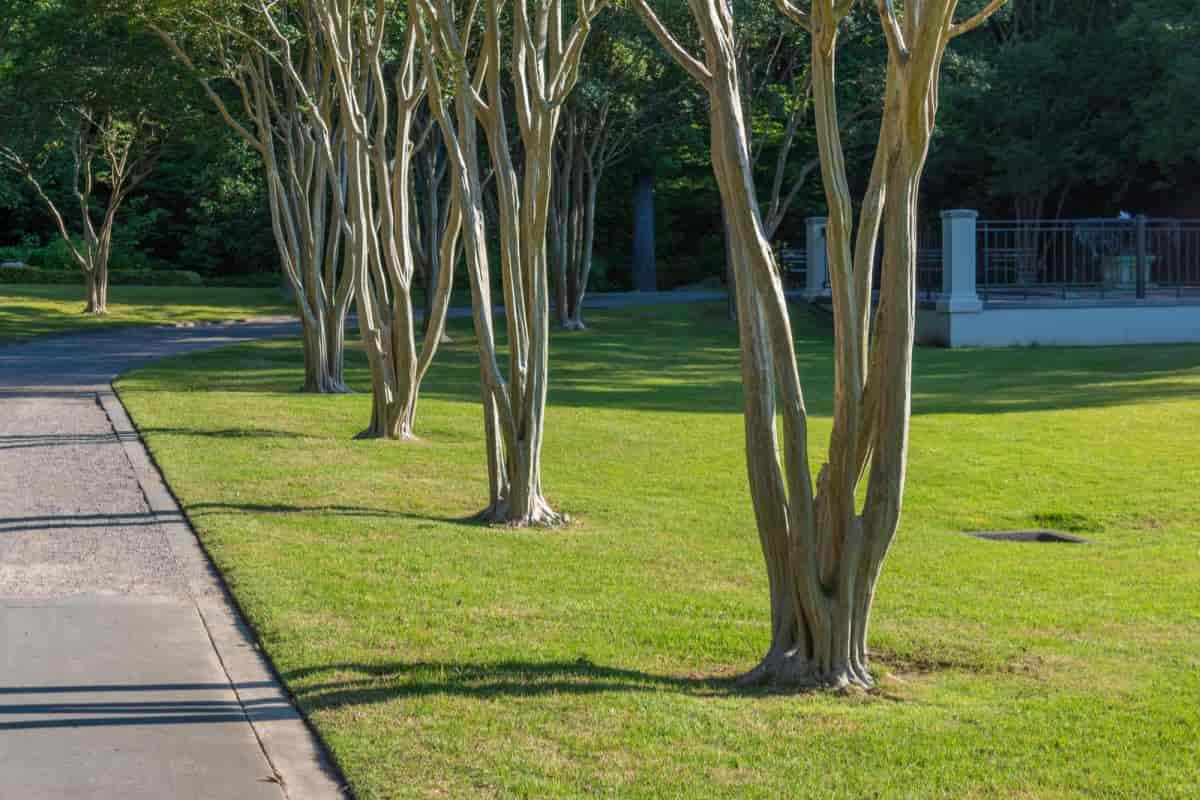 multiple stemmed trees