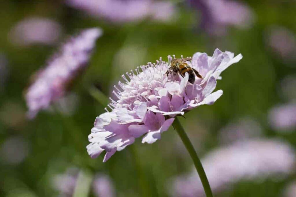Friendly Bees