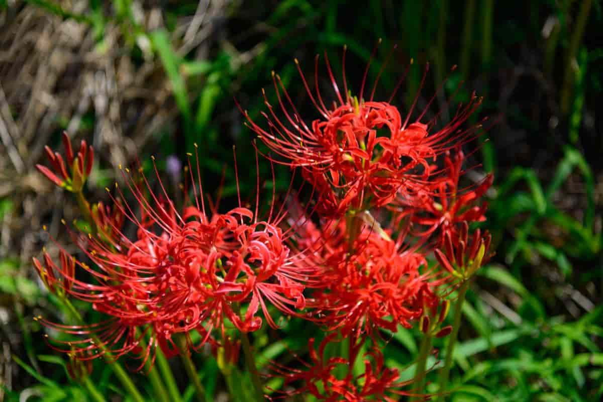 spider lily fast and fancy