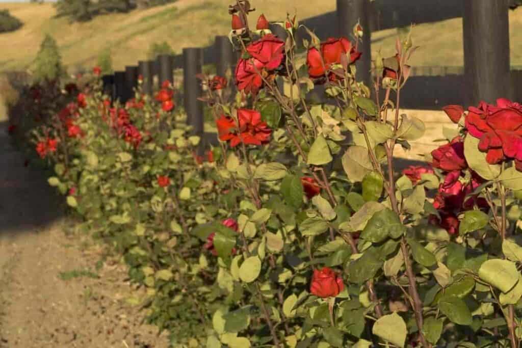Miles of Roses