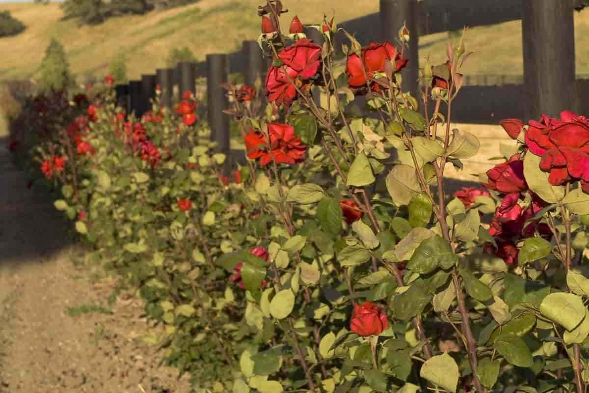 Miles of Roses