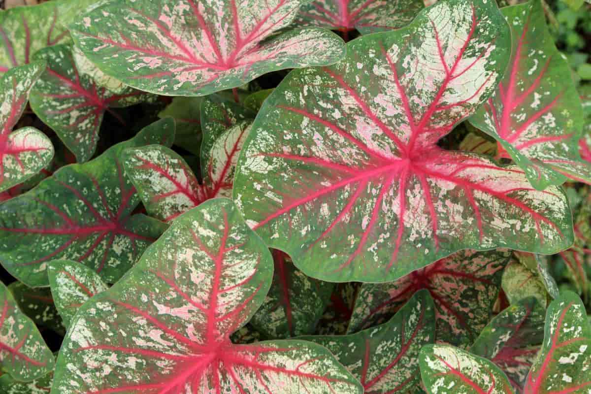 Colorful Plants