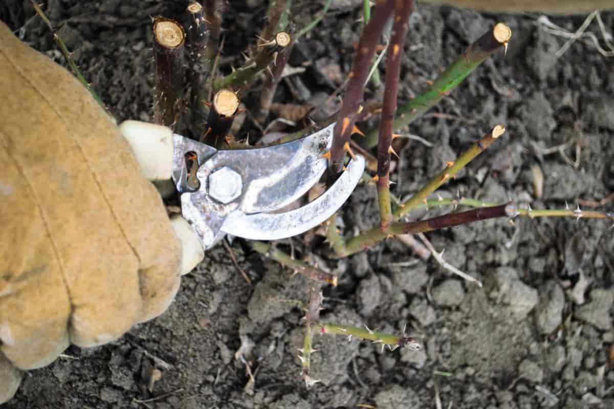 Perennials from Stem Cuttings