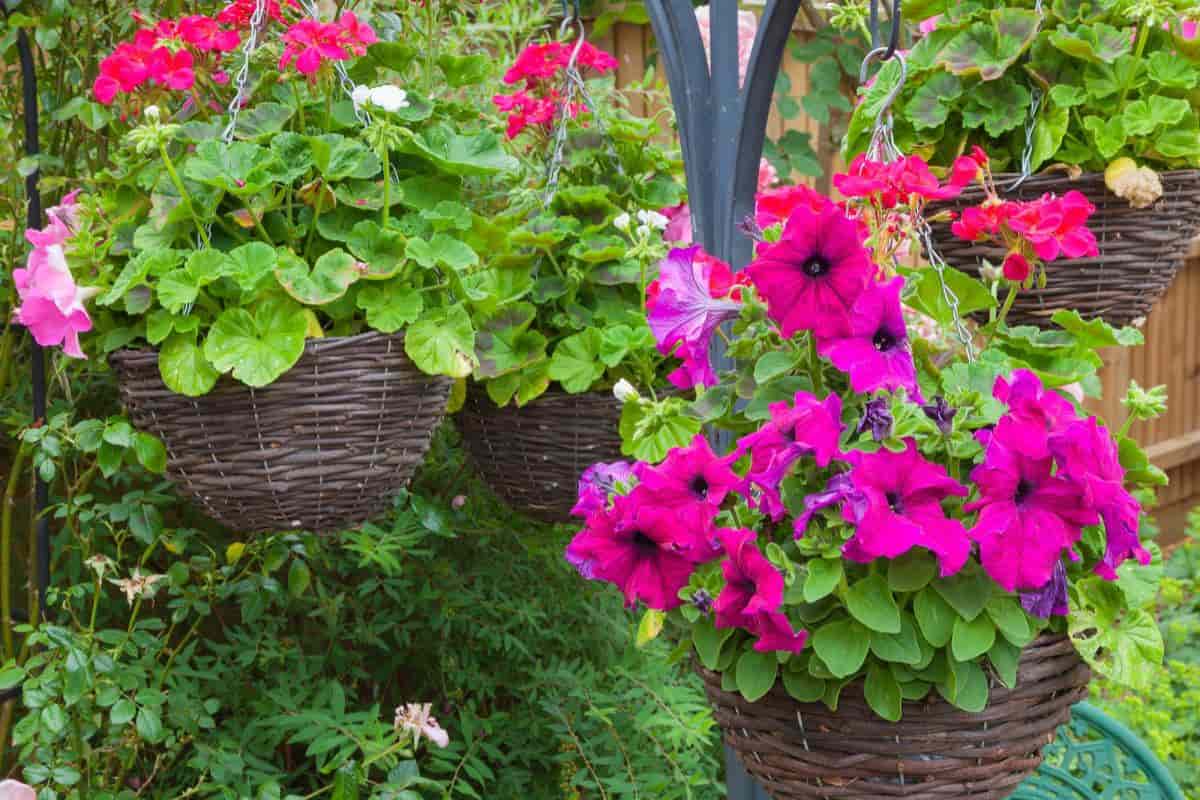 plants for hanging baskets