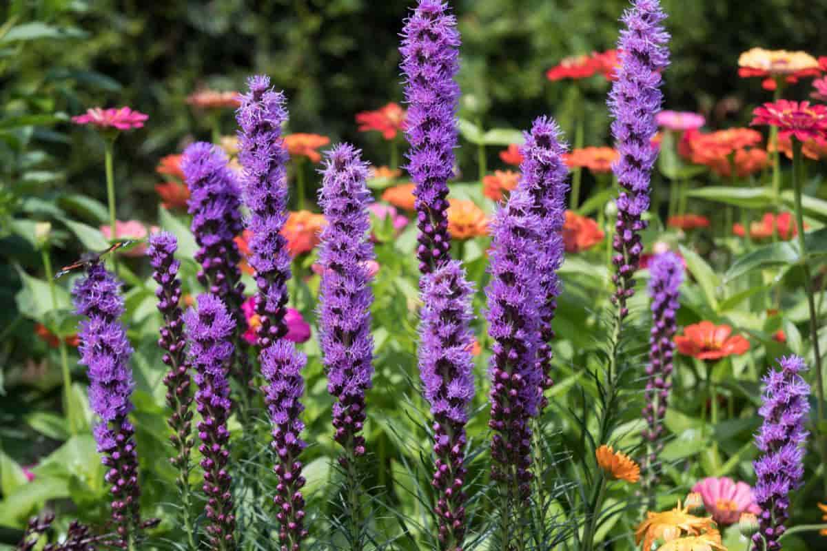 Summer Bulbs
