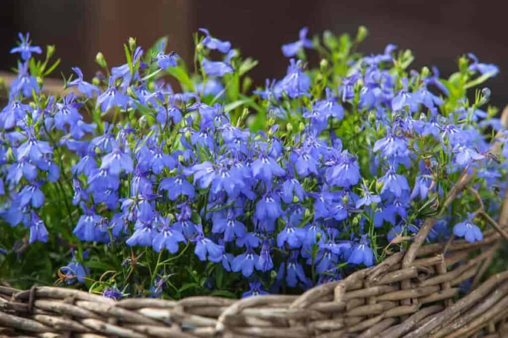 lobelia black eyed susan sweet rocket standbys