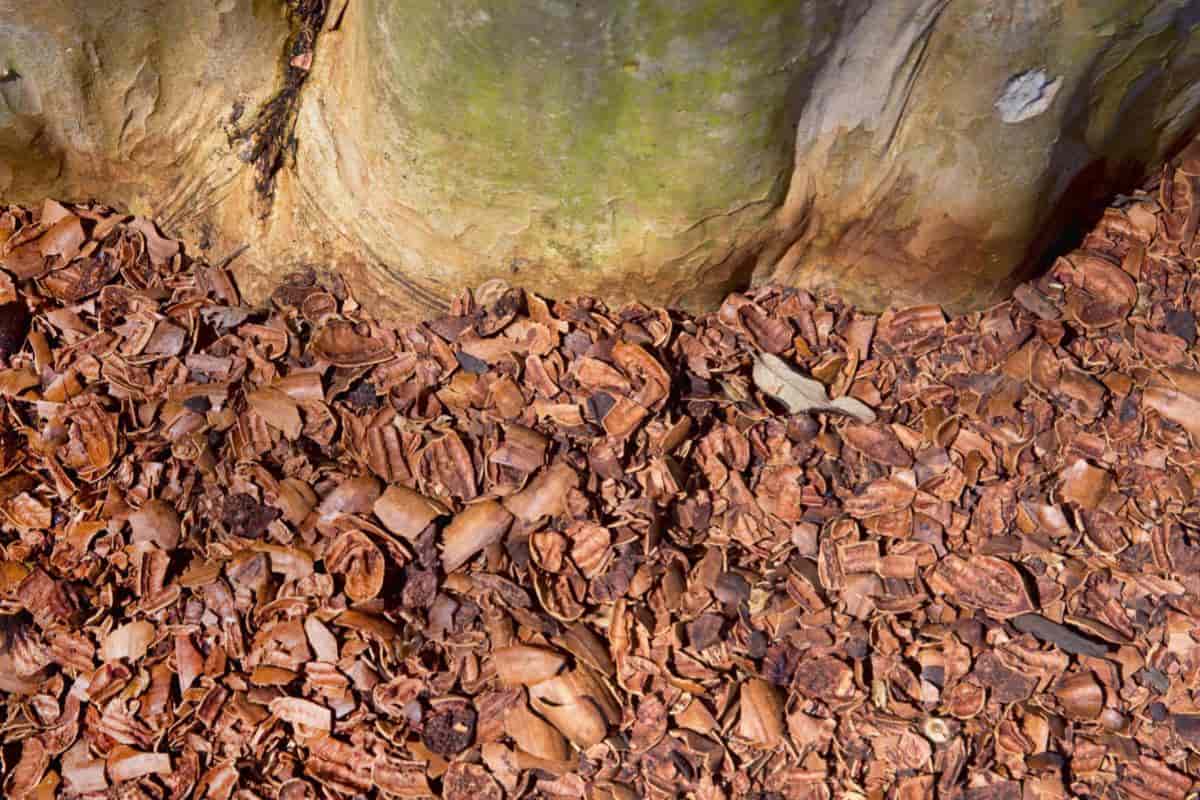 Grow Your own Mulch