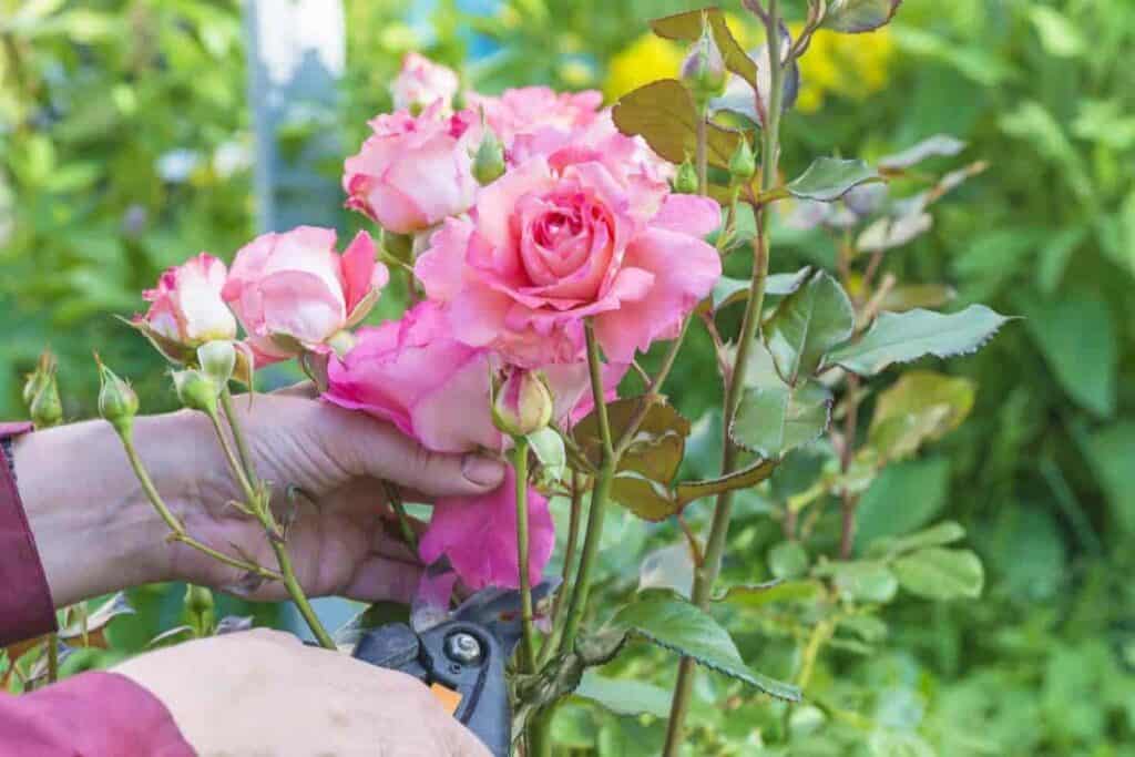 shearing without fearing good gardener