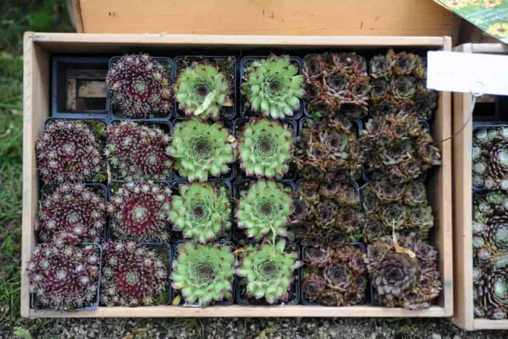 Patio Sempervivum