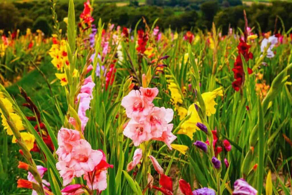 hybridizing glads
