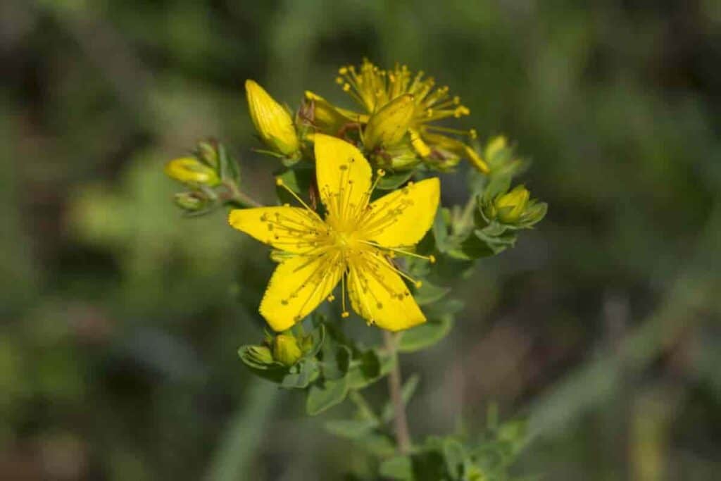 Versatile St. Johnswort