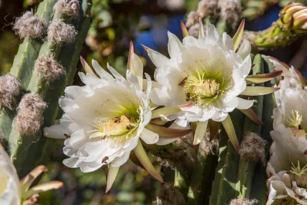 Blooming Cereus