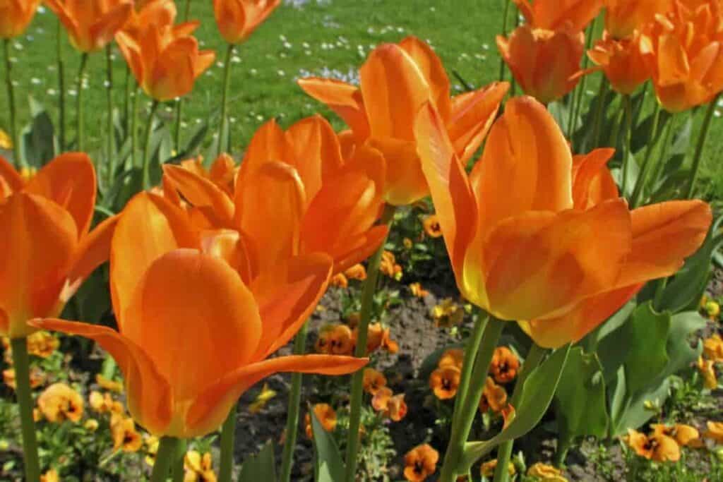 Selecting Tulips