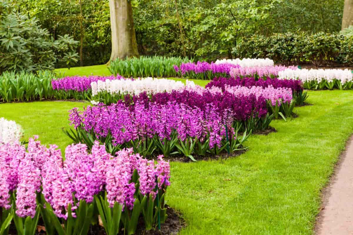 Selecting Hyacinths
