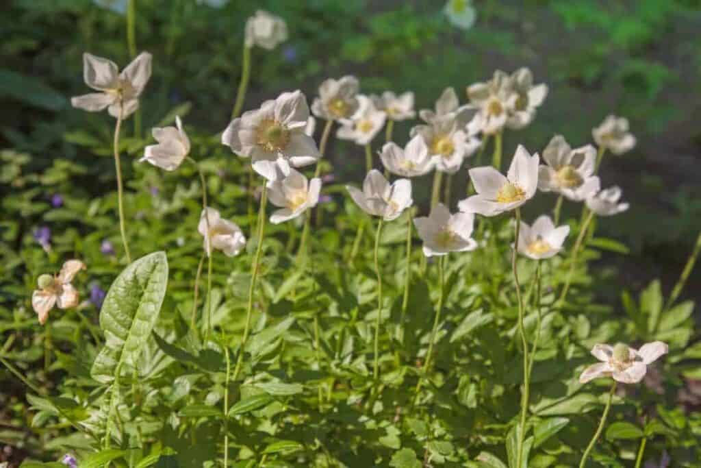 Selecting Little Bulbs