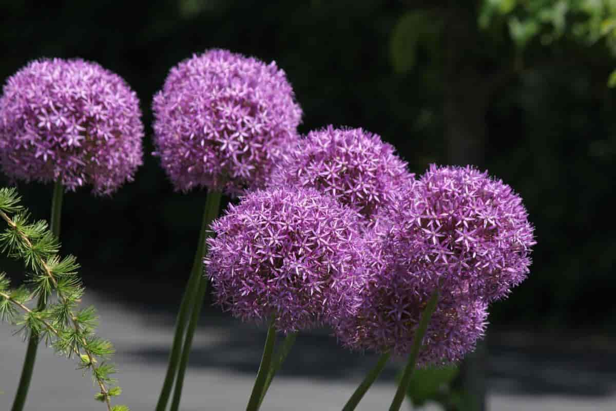 Alliums
