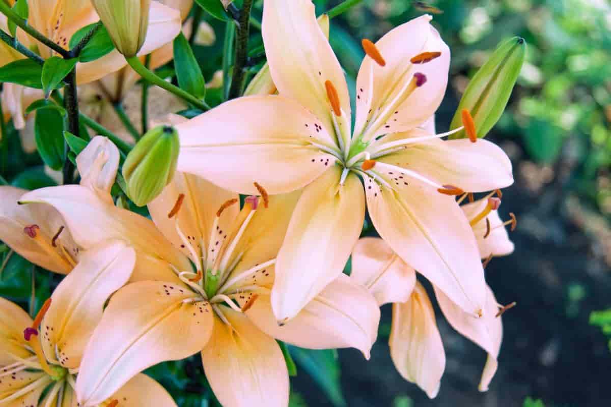 Selecting lilies
