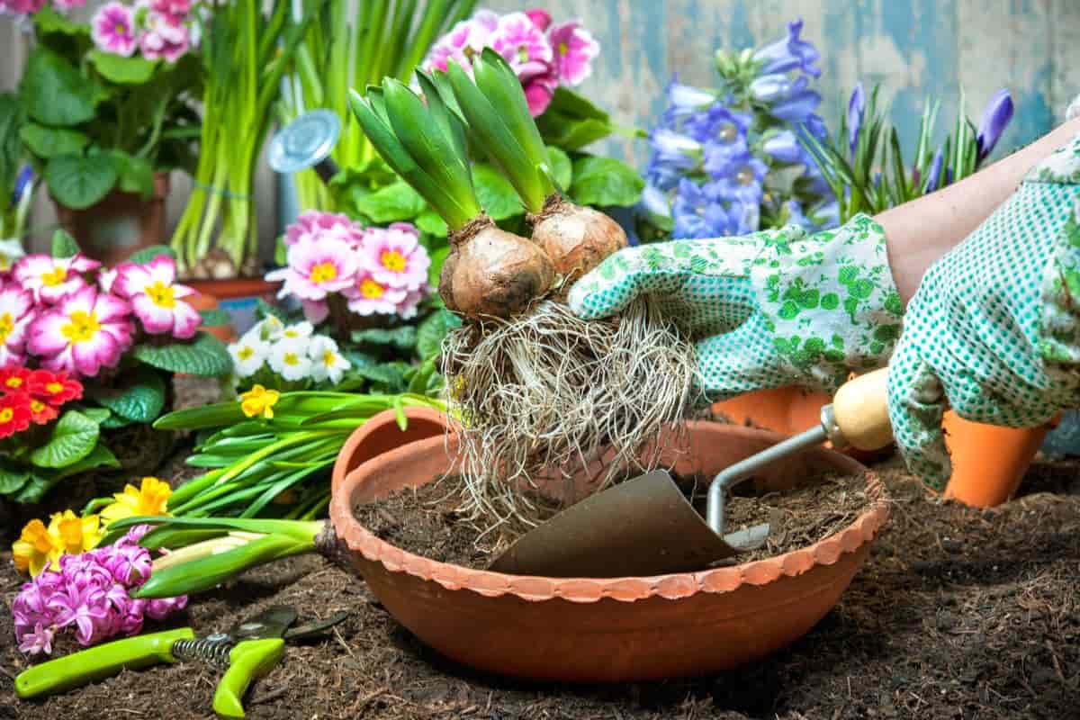 Planting Bulbs