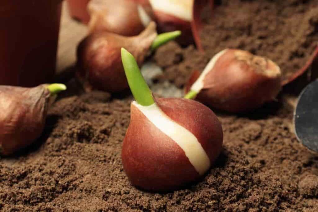 Depth Spacing Bulbs