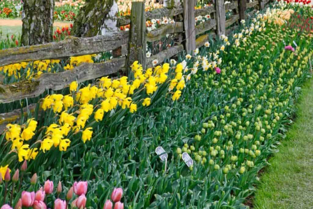 Using Bulbs