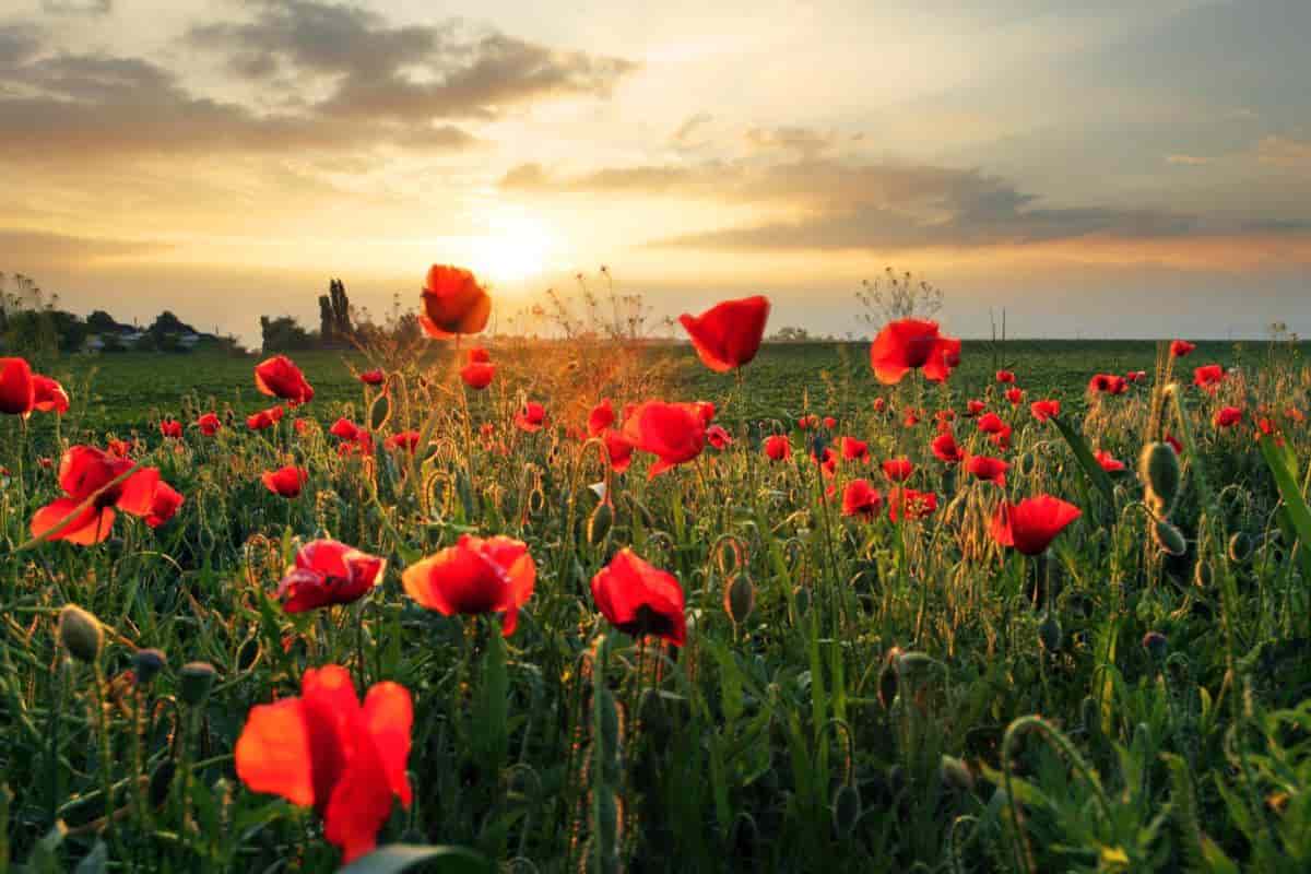Oriental Poppies