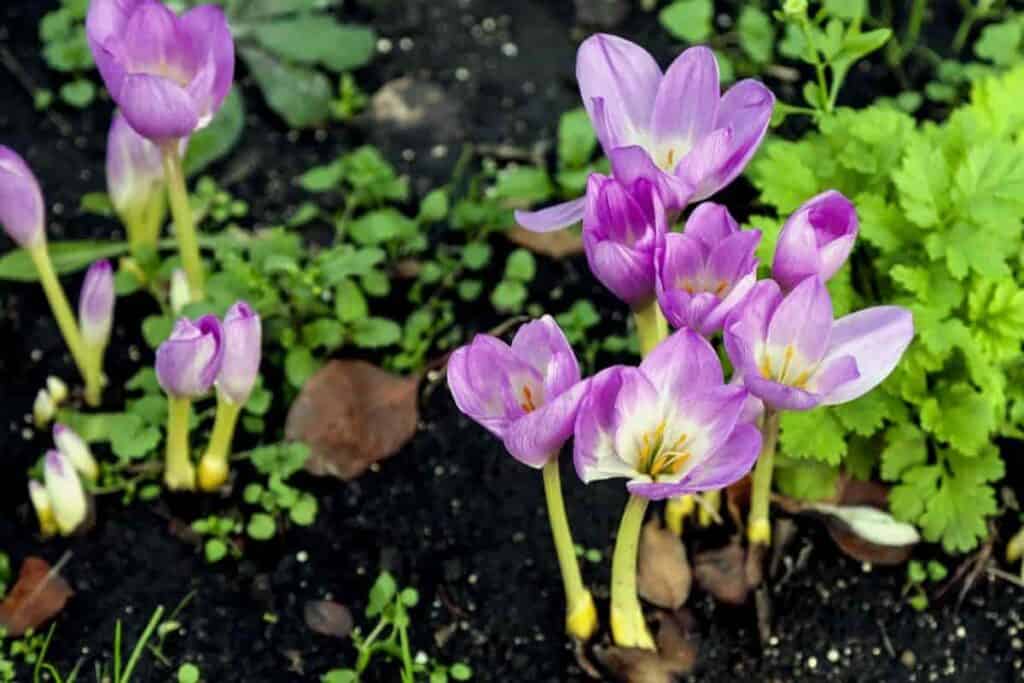 Tiny Outdoor Bulbs