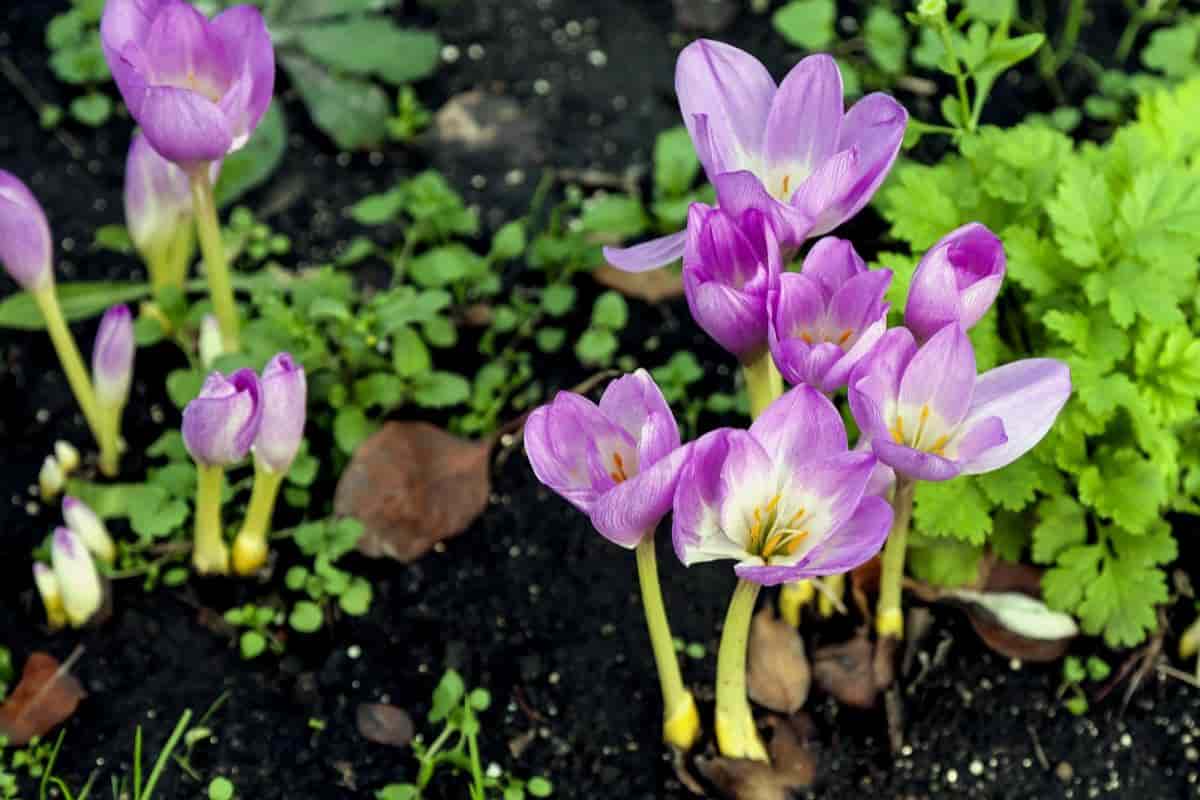 Tiny Outdoor Bulbs
