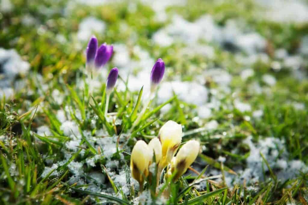 fabric of winter