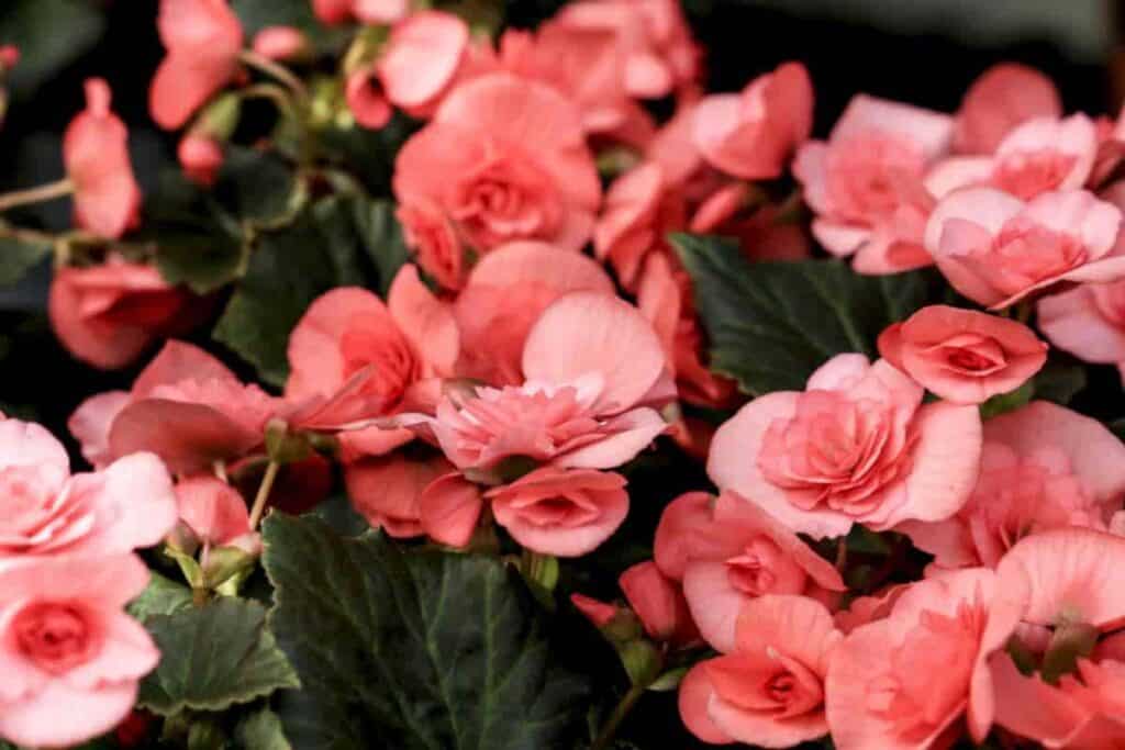 winter flowering begonias