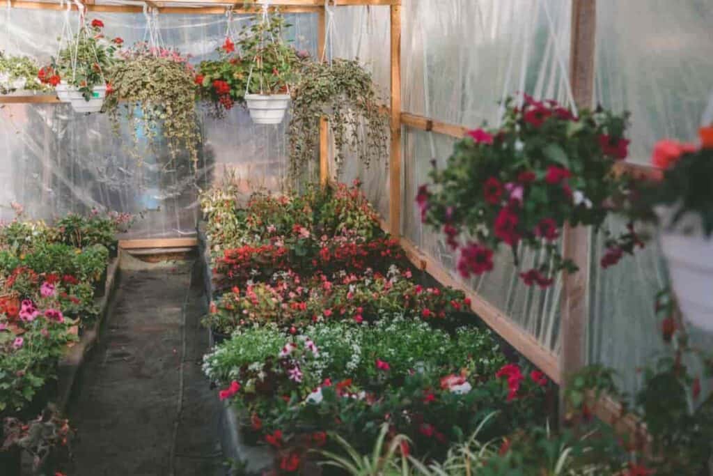 greenhouse indoors
