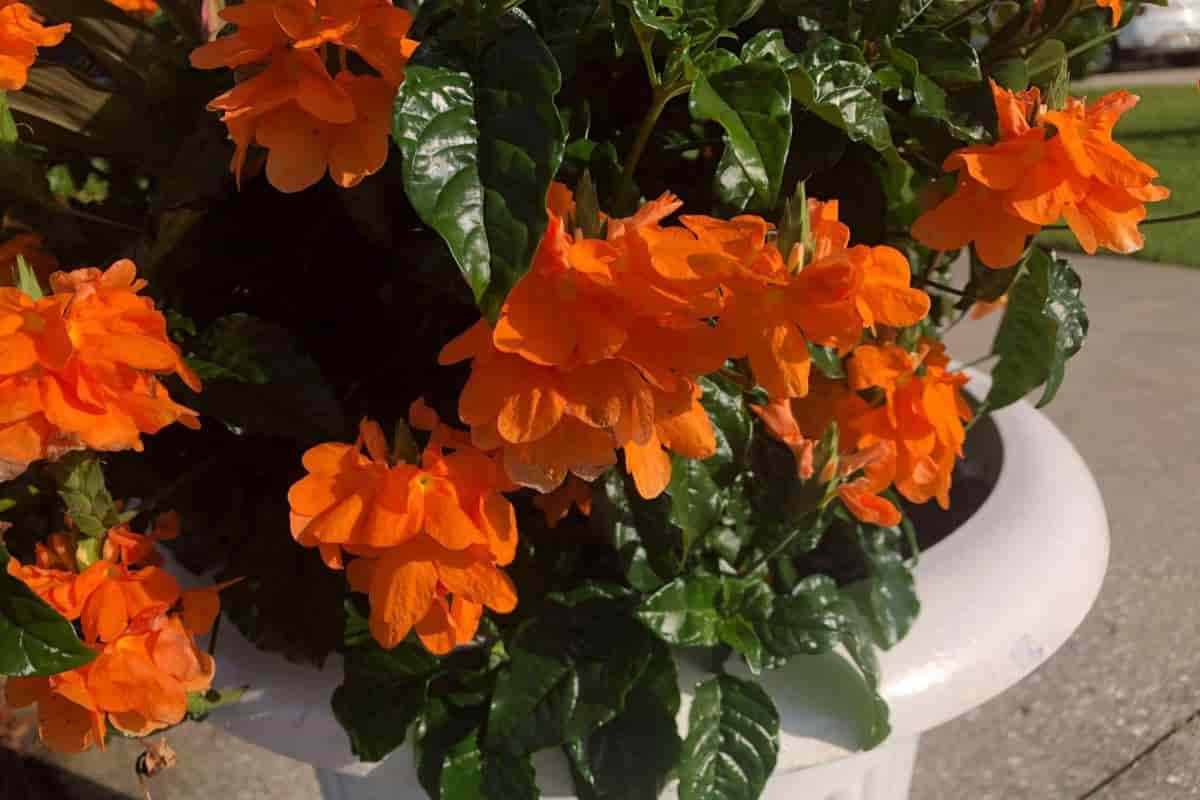Crossandra Lighting