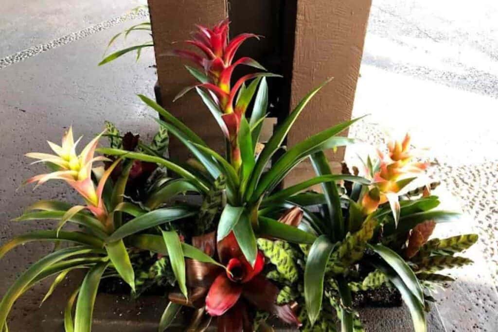 Houseplant Arrangements