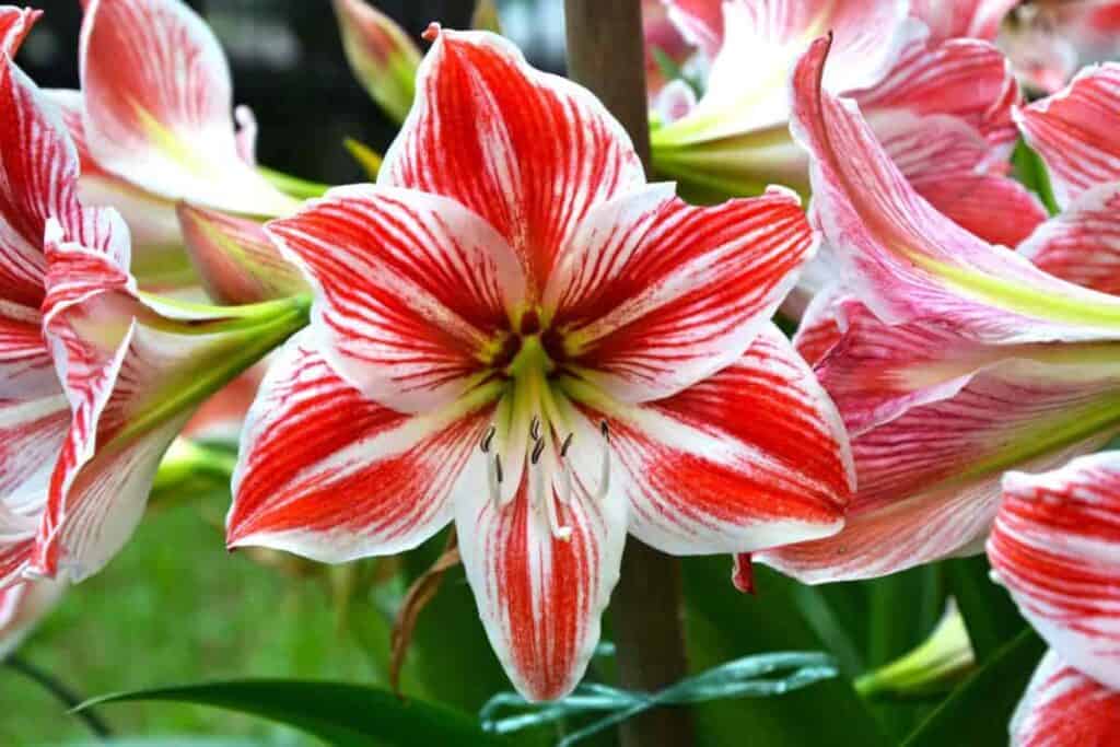 Houseplant Hybridizers