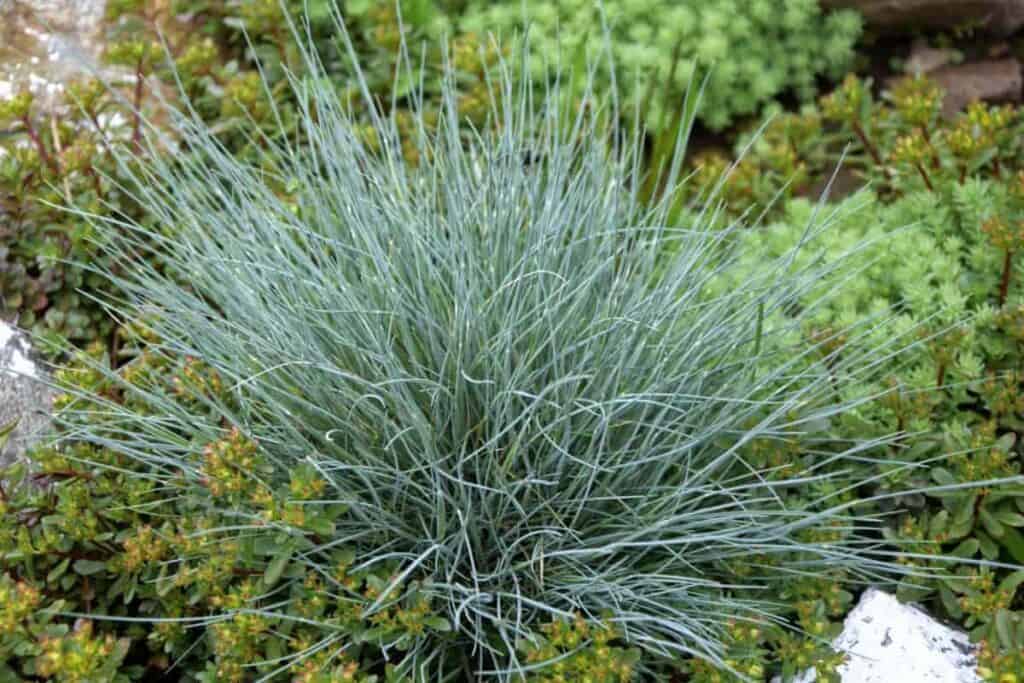 Blue Fescue