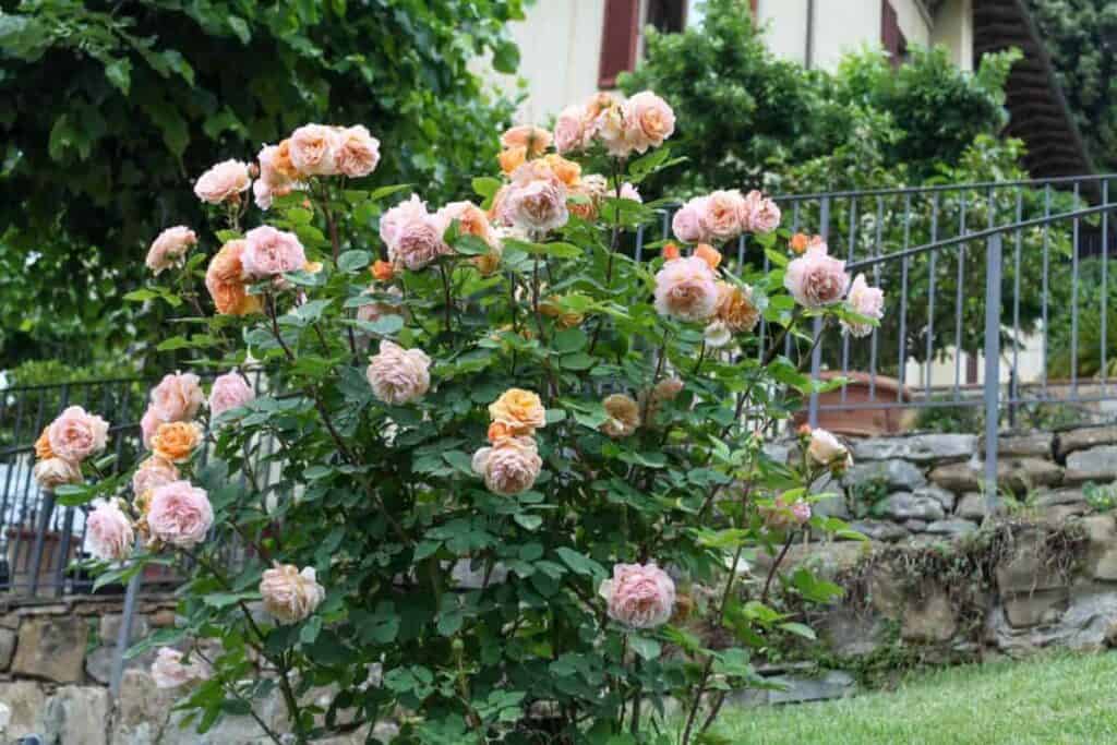 Garden Old Roses