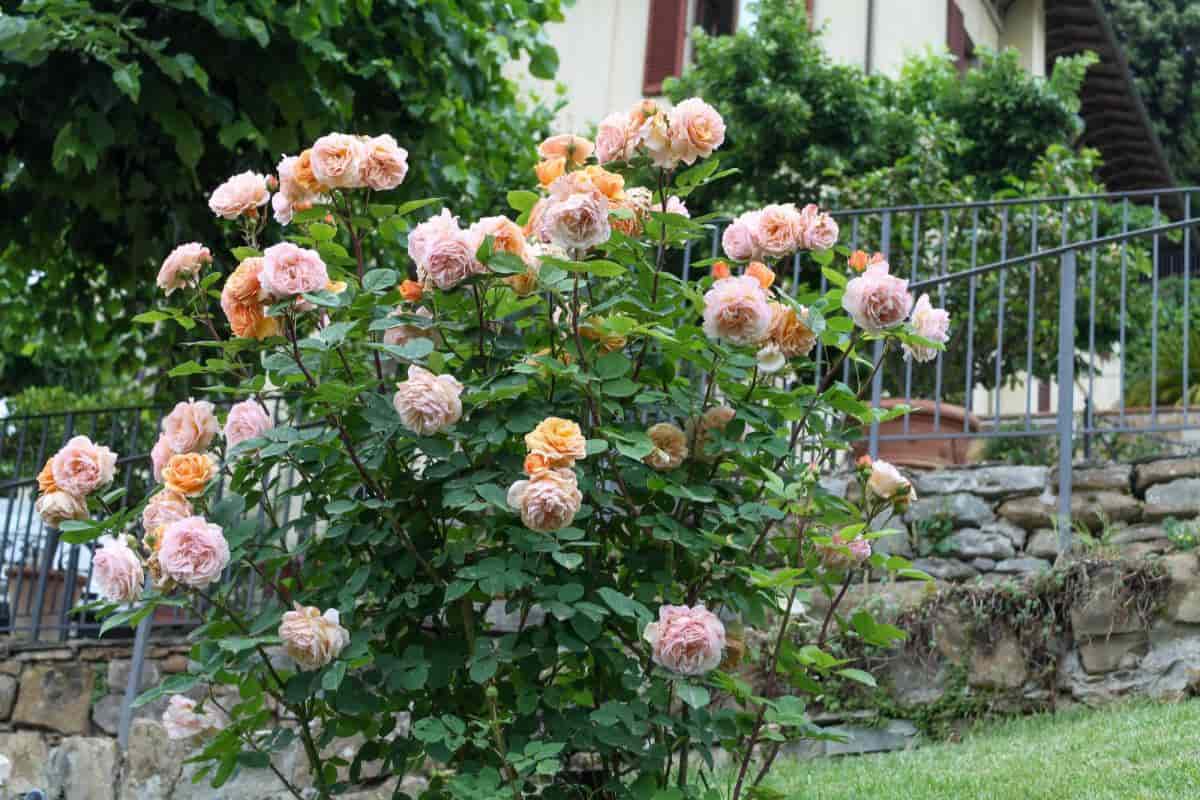 Garden Old Roses