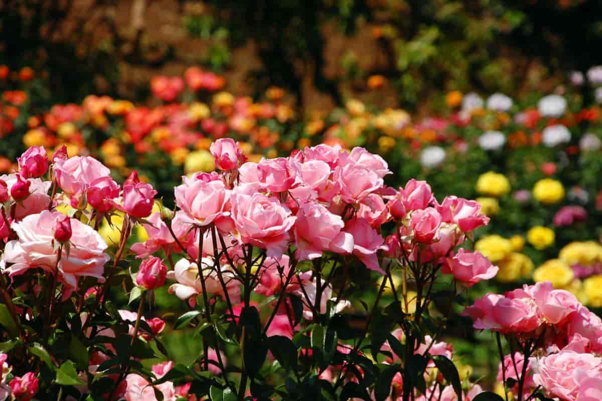 Rose Uses