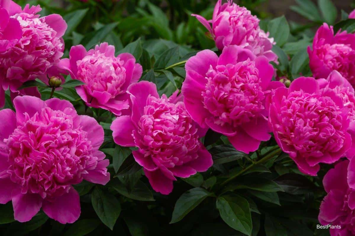 blooming peonies