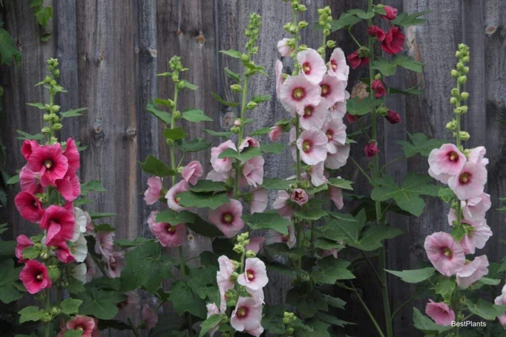 Planting Biennials
