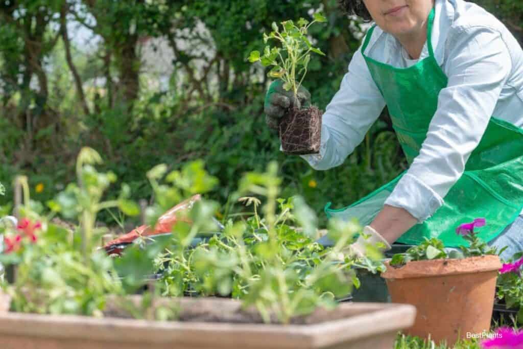 Greenhouse Gardening