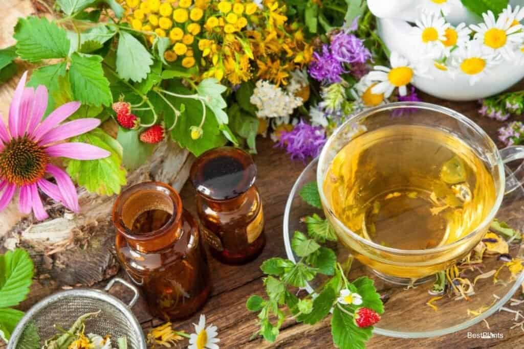 Brewing Herbal Teas
