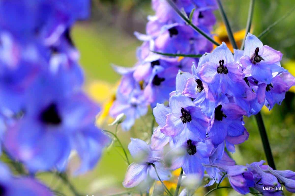 Blooming Delphiniums