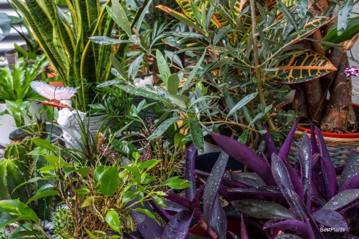 Wintering Houseplants