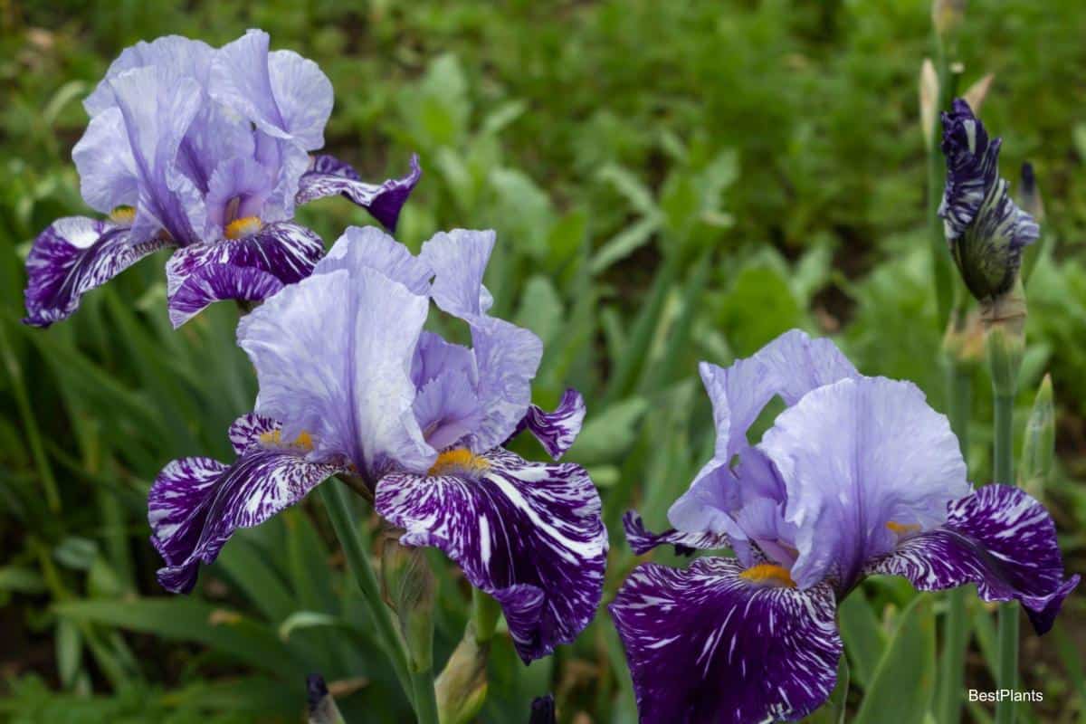 Growing Iris in Missouri