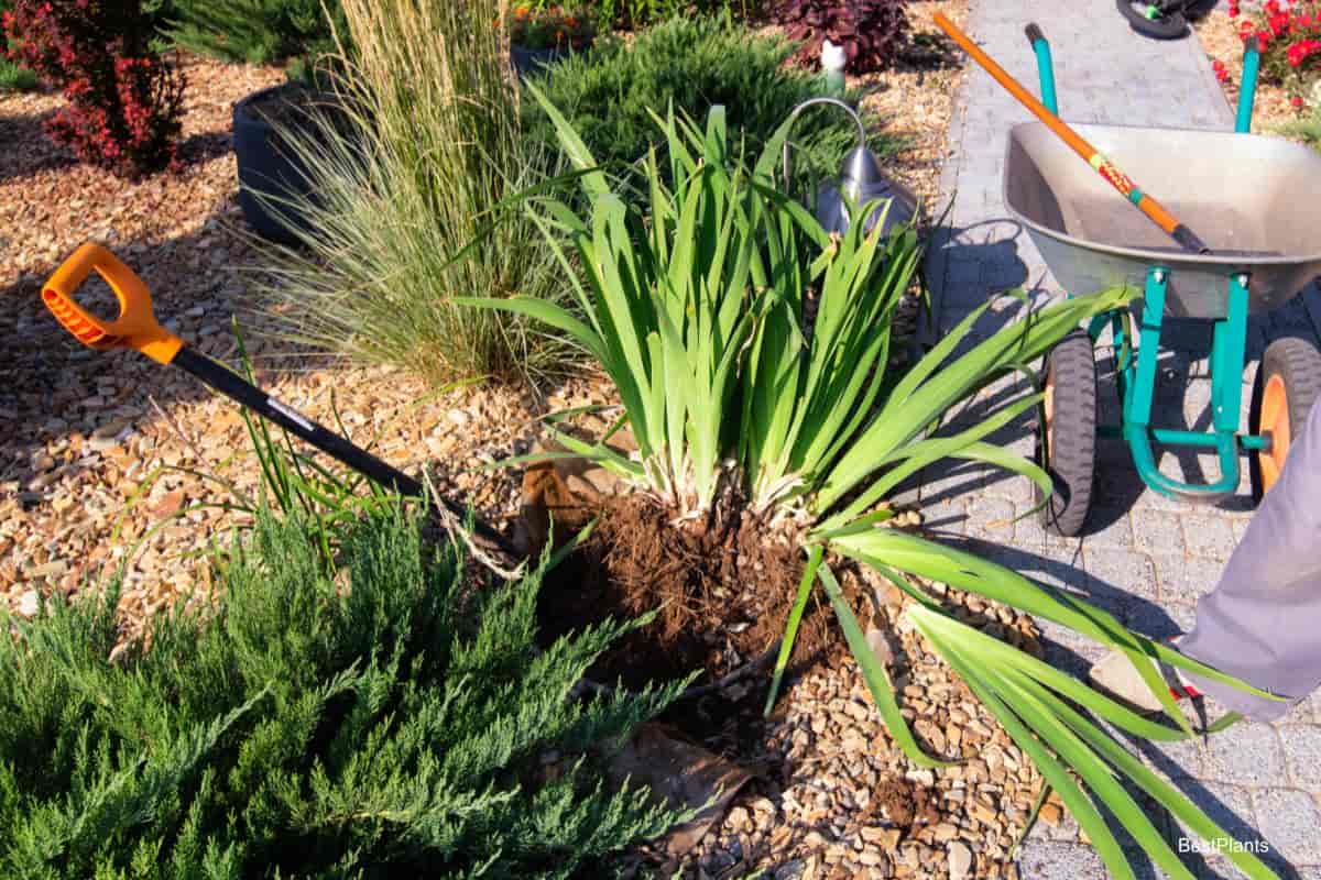 Planting and Dividing Iris